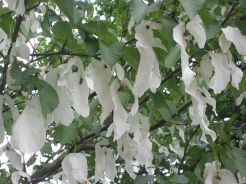 Davidia chińska in.Chusteczkowe drzewo Davidia involucrata C5/1,2-1,4m *TL