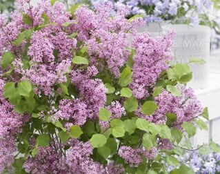 Lilak FLOWERFESTA® PINK ‘Anny200817’ Syringa C3/30-40cm *T35