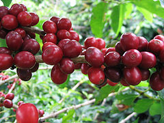 Kawa arabska Coffea Arabica - nasiona 5 sztuk