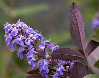 Niepokalanek korzenny FLIP SIDE 'Bailtexone'® Vitex agnus castus latifolia Pieprz mnisi /C5 *T31