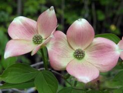 Dereń 'Rutgan' STELLAR PINK® Cornus C5/60-80cm *TL