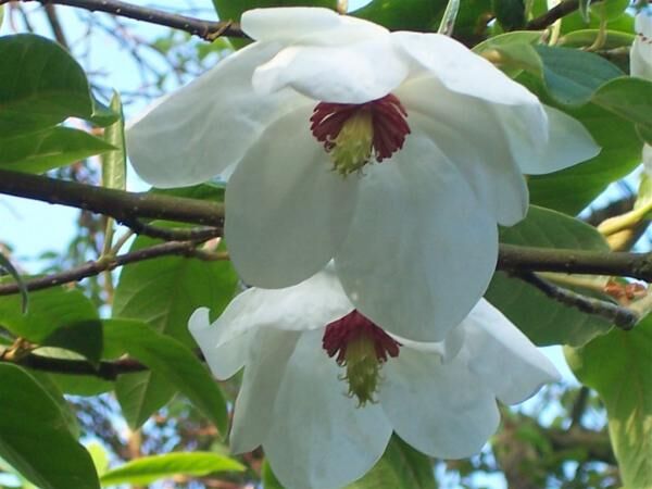 Magnolia Wilsona Magnolia wilsonii C3/120cm *TP