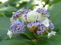 Hortensja otulona Hydrangea involucrata C3/30cm *T23-24