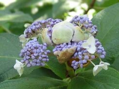 Hortensja otulona Hydrangea involucrata C3/20-30cm *T1