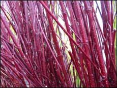 Dereń biały ELEGANTISSIMA Cornus alba C2/20cm *K18