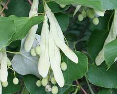 Lipa Olivera Tilia oliveri C2/50-60cm *T74