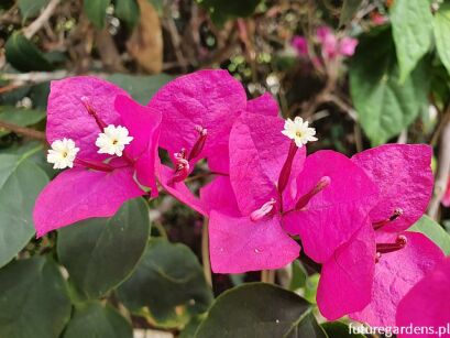 Bugenwilla ALEXANDRA Bougainvillea C2/20cm *B