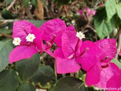 Bugenwilla ALEXANDRA Bougainvillea C2/20cm *B