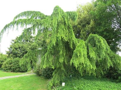 Cedr himalajski PENDULA Cedrus deodara C3/100cm *K15
