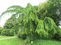 Cedr himalajski PENDULA Cedrus deodara C3/100cm *K15