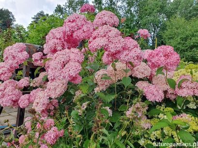 Hortensja krzewiasta PINK ANABELLE 'Spirit' Hydrangea arborescens /C5 *K20