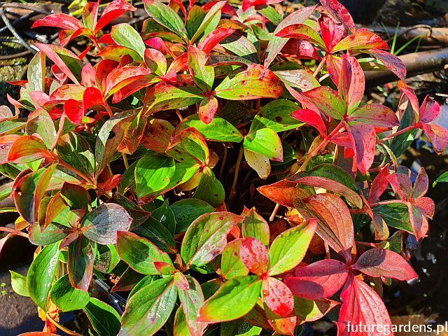 Dereń kanadyjski płożący Cornus canadensis /P10 *K13