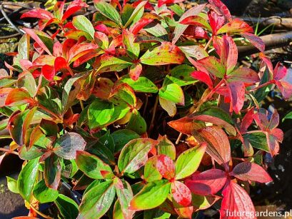Dereń kanadyjski płożący Cornus canadensis /P10 *K13