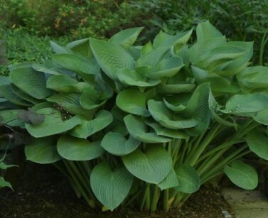 Hosta olbrzymia T-REX Funkia /C3 *K7