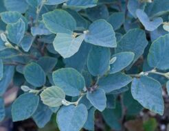 Fothergilla major BLUE SHADOW C4/30-50cm *21K