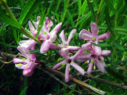 Suchodrzew ALBERTA  Lonicera albertii C2/40cm