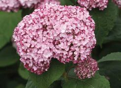 Hortensja krzewiasta SWEET ANNABELLE 'NCHA4'® Hydrangea arborescens /C3,5 *K13