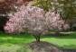  Śliwa wiśniowa NIGRA Prunus cerasifera C5/1-1,4m *6K
