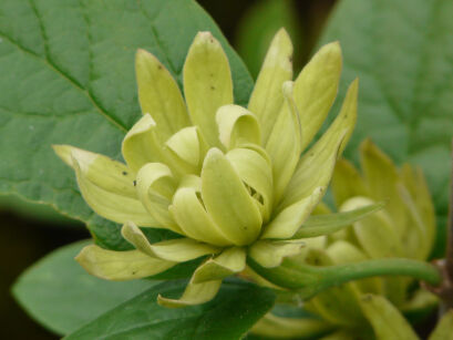  Kielichowiec wonny ATHENS Calycanthus floridus - kwitnący C5/60-80cm *K5