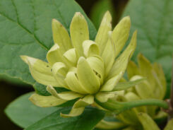 Kielichowiec wonny ATHENS Calycanthus floridus C5/40-50cm *T49