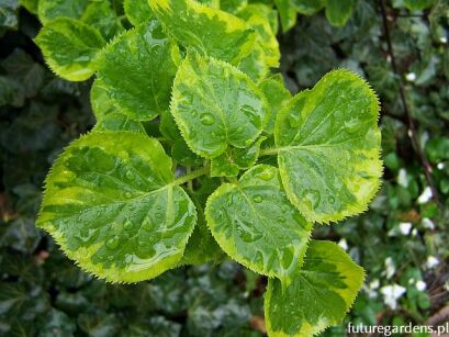 Hortensja pnąca MIRRANDA Hydrangea anomala petiolaris C5/1-1,2m *TL