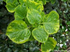 Hortensja pnąca MIRRANDA Hydrangea anomala petiolaris C5/1-1,2m *TL