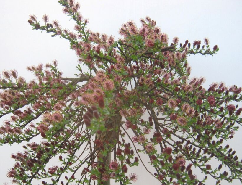 Wierzba arktyczna YALTA® na PNIU Salix arctica C10/Pa80(100)cm