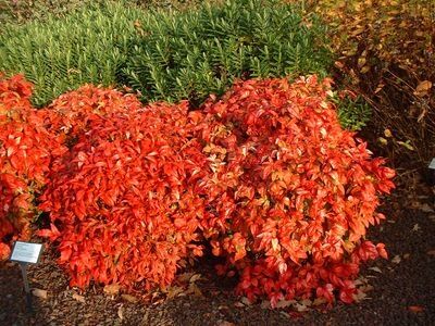 Nandina domestica FIRE POWER /C2 *T40-41-42