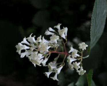 Viburnum erubescens Kalina C5/120cm *TS