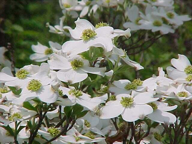 Dereń kwiecisty Cornus florida C5/60-80cm *K6