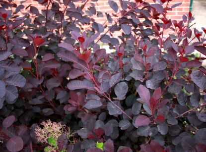 Perukowiec podolski DUSKY MAIDEN 'Londus' Cotinus coggygria C5/50cm *K8