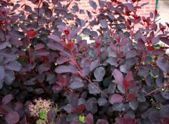 Perukowiec podolski DUSKY MAIDEN 'Londus' Cotinus coggygria C5/50cm *K8