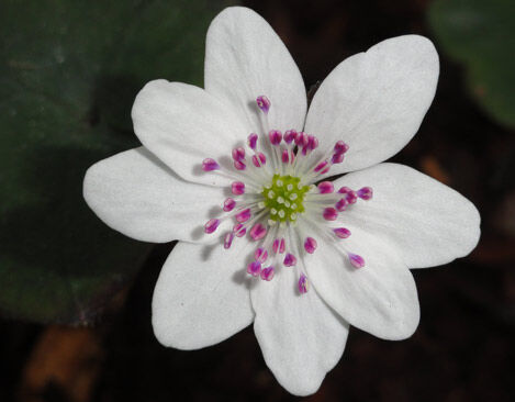 Przylaszczka WHITE FOREST Hepatica japonica /P7