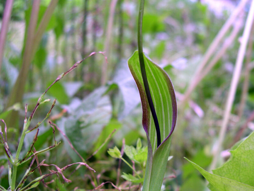 Pinelia trójlistkowa  Pinellia ternata /P9
