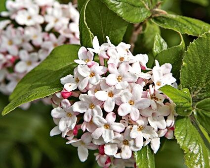 Kalina koreańska Viburnum carlesii C2/60-100cm *K17