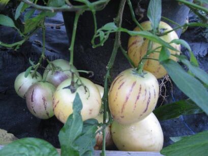 Pepino - Solanum muricatum - nasiona - 0,01 g