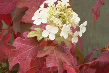 Hortensja dębolistna BURGUNDY Hydrangea quercifolia C3/20-30cm *K11