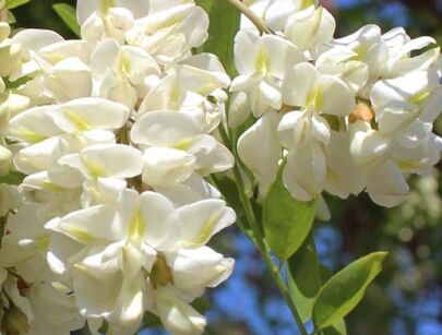 Robinia karłowa COLUTEOIDES Robinia pseudoacacia C3/120cm