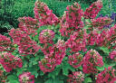   Hortensja dębolistna RUBY SLIPPERS Hydrangea quercifolia /P13 *K11