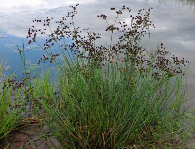 Sit członowaty Juncus articulatus