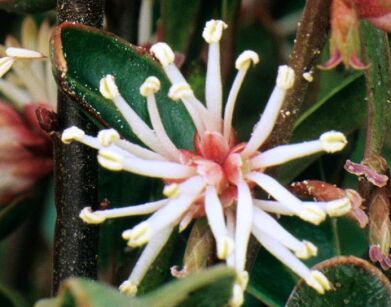 Sarcococca hookeriana var.digyna PURPLE STEM C2/30-40cm *K12