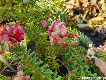 Grevillea lanigera RED SALENTO C1,5/20-30cm *T45