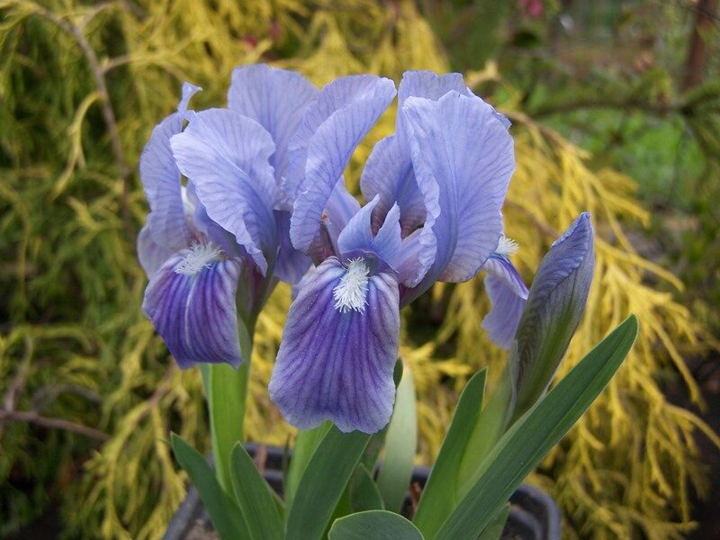 Irysek karłowy NIEBIESKI Iris pumila Kosaciec /C3