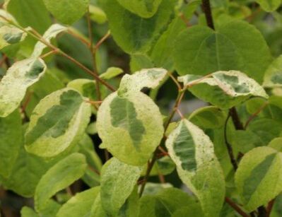 Grujecznik japoński CHAMELEON Cercidyphyllum japonicum C5/50-60cm *14T