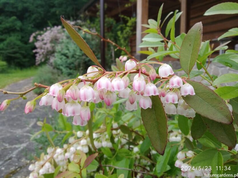 Zenobia śniada RASPBERRY RIPPLE Zenobia pulverulenta C2/30-50cm *K8
