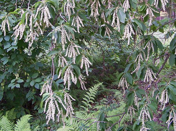 Orszelina szara 4-letnia Clethra barbinervis C7,5/80-120cm *K14
