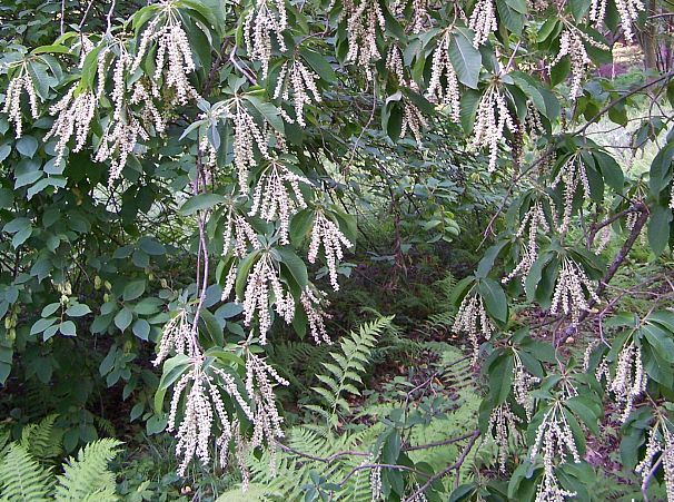 Orszelina szara 4-letnia Clethra barbinervis C7,5/80-120cm *K13