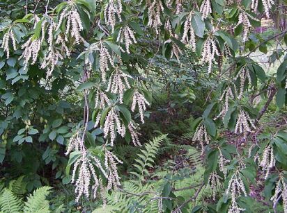 Orszelina szara 4-letnia Clethra barbinervis C7,5/80-120cm *K14