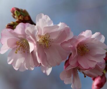 Śliwa wiśniowa PLENIFLORA prunus ceracifera C3/50-60cm