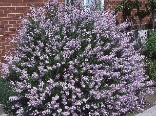 Lilak perski LACINIATA na PNIU Syringa x persica C10/Pa120(150)cm